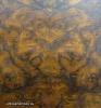 Victorian Walnut Bed Figural Veneer Victorian Walnut Bed Figural Veneer